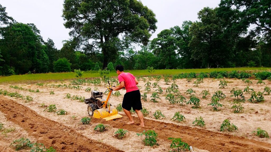 Cursos online gratis desarrollo rural