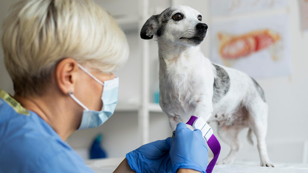 Bioseguridad en Centros Veterinarios