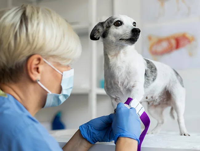 Bioseguridad en Centros Veterinarios