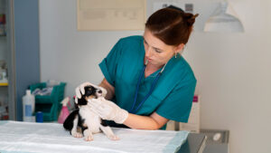 Estudiar Veterinaria