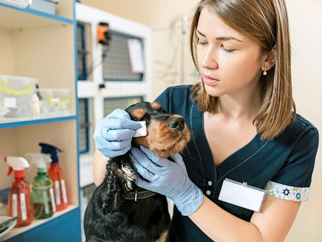 Toma y Manejo de Muestras en Centros Veterinarios