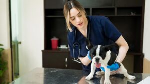 Cómo tratar el cáncer en animales de compañía