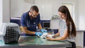 Guía completa para crear una clínica veterinaria