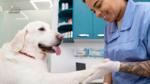 cinco negocios más rentables para un auxiliar veterinario