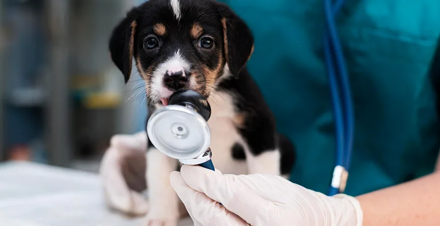 Regalos funcionales para el día a día del veterinario