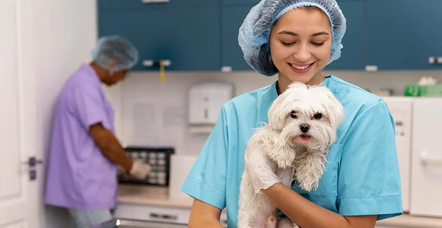 Regalos que promuevan el bienestar del veterinario