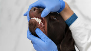Cómo deben ser los dientes del perro según su edad