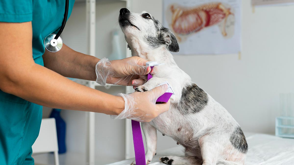 Cómo prevenir las enfermedades más comunes en perros y gatos