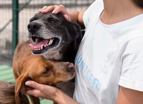 estudiar auxiliar veterinario en polisura