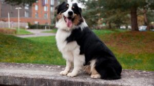 Ley 2480 de 2025 Ley Kiara