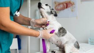 Cursos de veterinaria