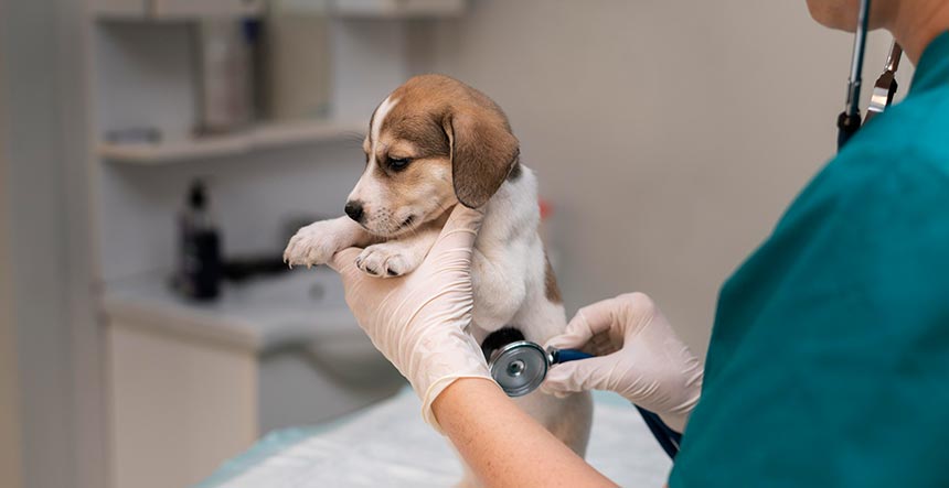 Cursos de veterinaria