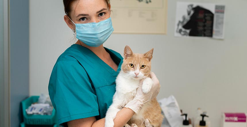 Cursos de veterinaria