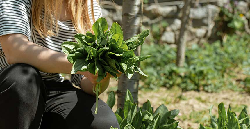 Agricultura Urbana Huertas Urbanas