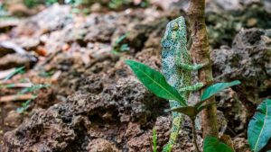 Biología Tropical Análisis Datos