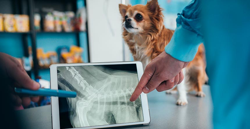 prótesis veterinarias, una Innovación Veterinaria
