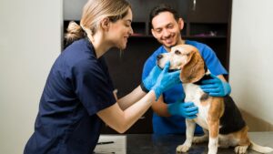 "Pet Sitting" con título Auxiliar Veterinario Virtual