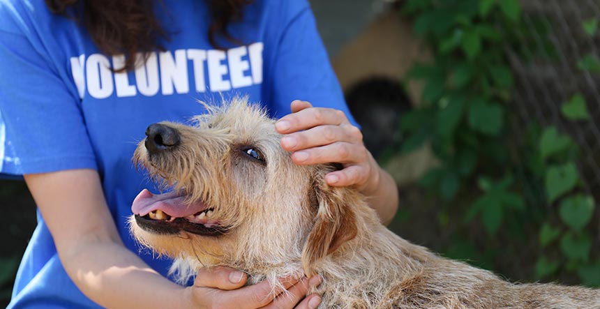 Proyección Social Voluntariado animales