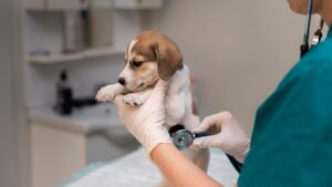 Veterinario en línea