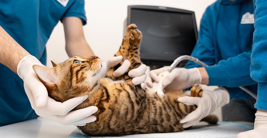 Veterinario en línea