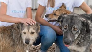 Proyección Social Voluntariado animales
