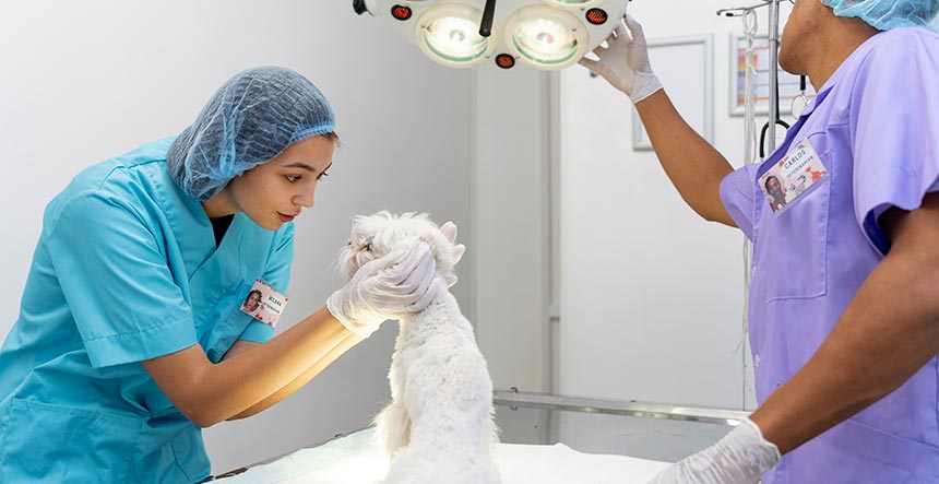 Veterinario en línea