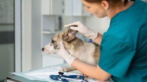 Auxiliar Veterinario en Colombia: Salario Real, Campo Laboral y Cómo Formarte